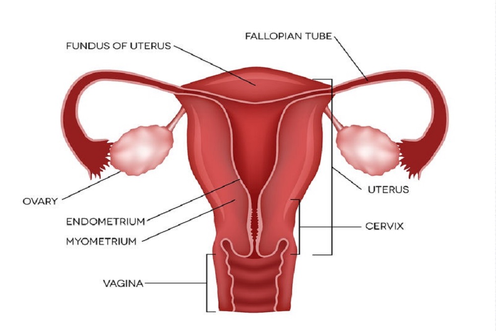 Fallopian Tube And Its Function Mohakivf